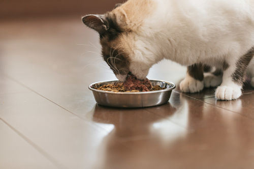 ブッチ（猫用）の口コミや評判を検証｜給餌量や賞味期限も徹底解説！
